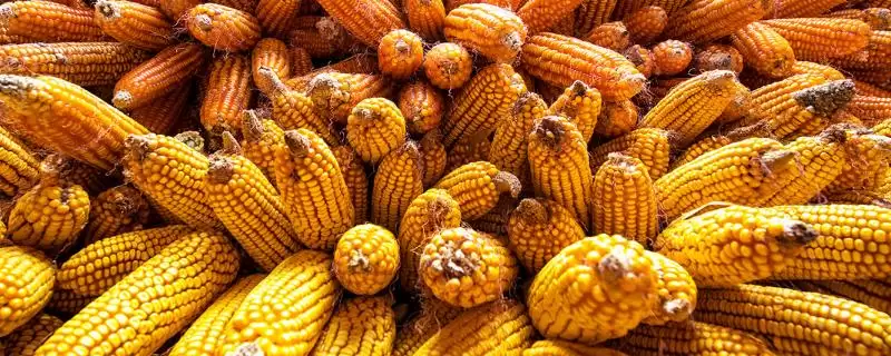 皖垦玉158玉米种子啥特性？该品种株型紧凑-会东网