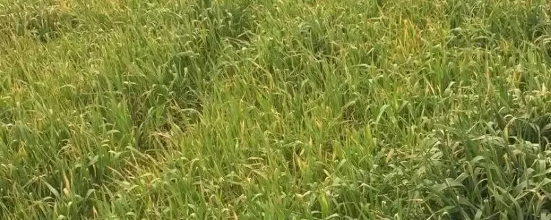 麦苗发黄原因解析，种子与密度等因素成关键-会东网