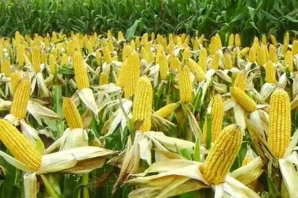 水金玉98玉米种子特征特性，每亩加施复合肥25千克的施肥要点插图1