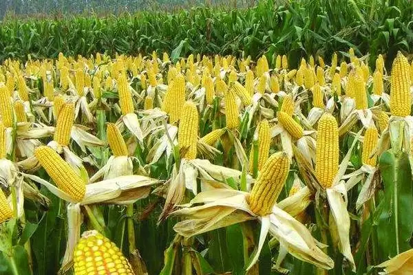 宁玉721玉米种子特征揭秘，中抗灰斑病(5级)成亮点插图2