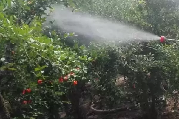 噻虫胺杀虫剂的优点,杀虫谱广持效期长优势剖析插图2 噻虫胺杀虫剂的优点,杀虫谱广持效期长优势剖析插图2