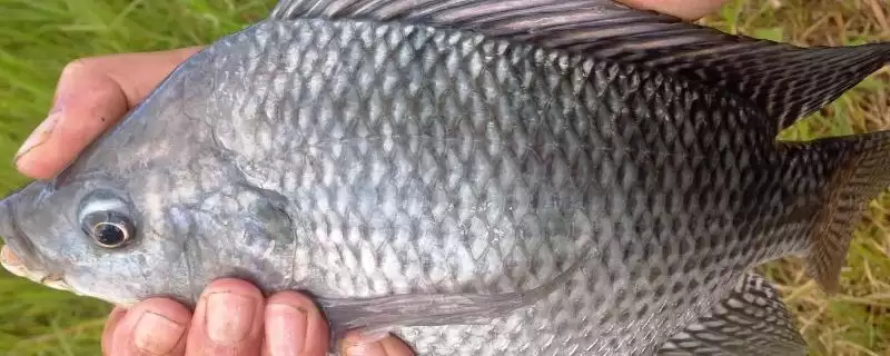 罗非鱼食物揭秘，浮游动植物饲料为主要点-会东网