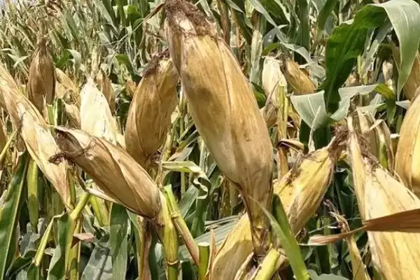 奶甜三香玉米种子登场，6月上旬至中旬适宜播期插图1