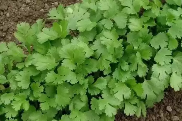 立秋后农作物种植揭秘，油菜、红菜苔、萝卜等推荐解读插图4