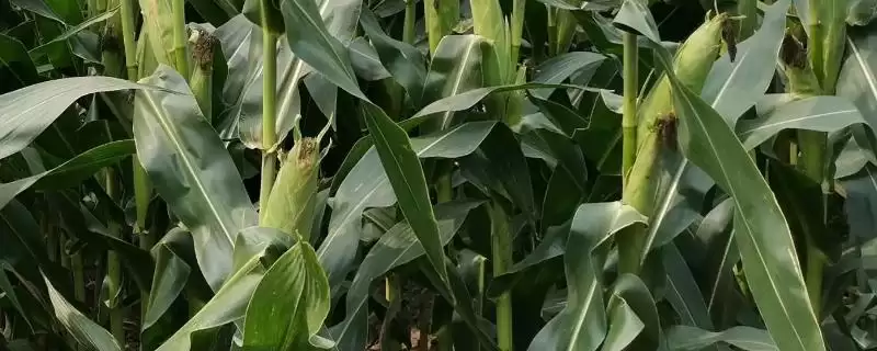 隆平218玉米种子亮相,大斑病防治要点全面解读-会东网