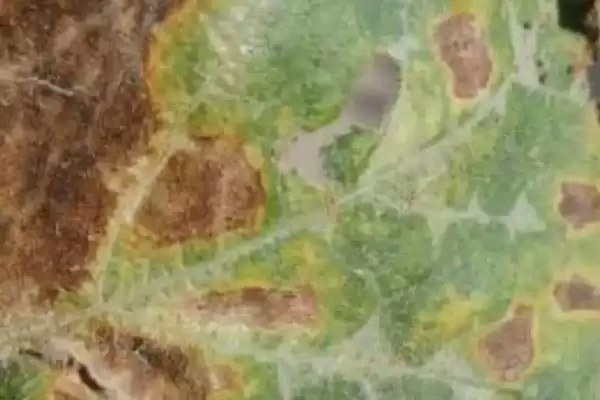 南瓜细菌性角斑病防治揭秘，福尔马林浸种要点插图4