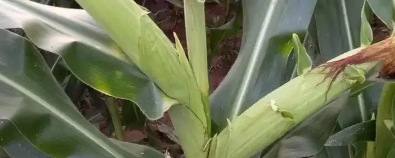 米哥甜877玉米品种登场,3300株亩左右密度受关注插图 米哥甜877玉米品种登场,3300株亩左右密度受关注插图