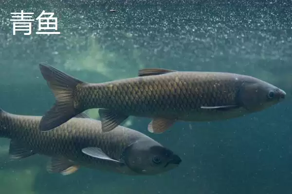 青鱼和草鱼的区别，科属、形态和栖息环境不同之处详解插图3