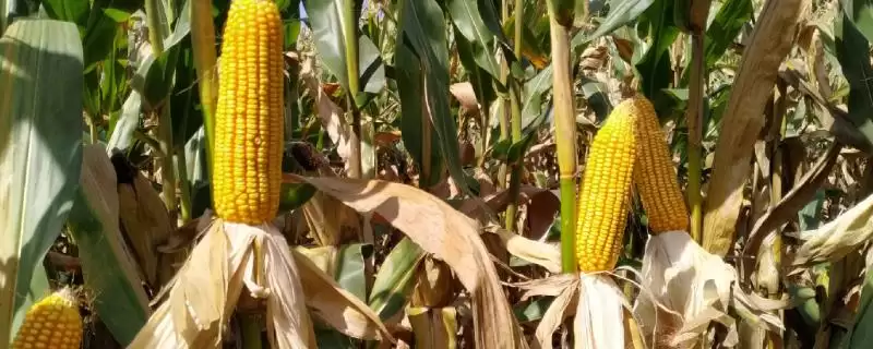 农单903玉米种子特征解析,防治地下和土传病害要点-会东网