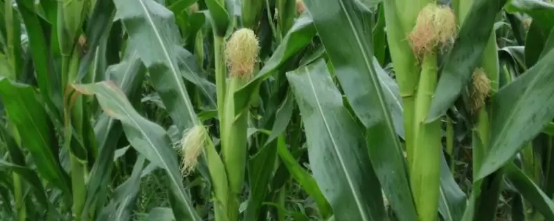 竟丰1226玉米品种登场，种植密度每亩4500株数据公布-会东网