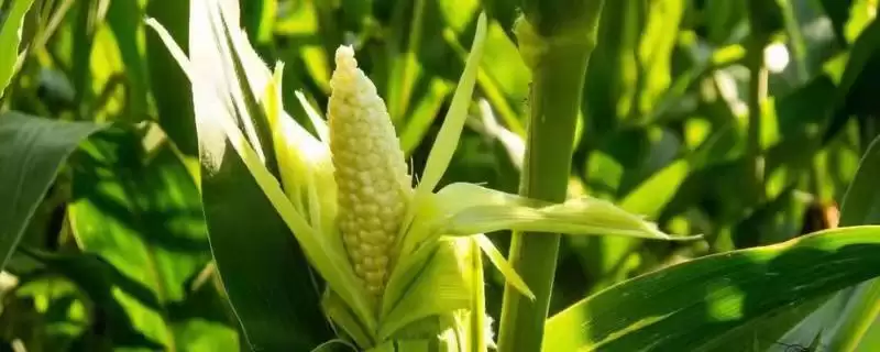 铁研24号玉米种子介绍，播种前进行种子包衣处理-会东网