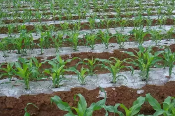 天紫23玉米种子介绍，该品种喜肥水的特点插图3