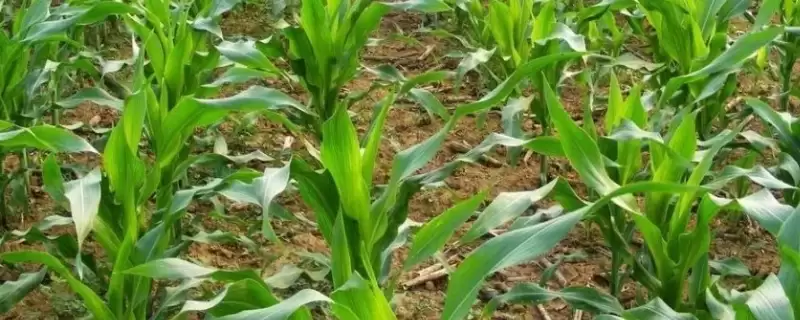 瑞兴11玉米种子特点，全面了解其特性要点-会东网