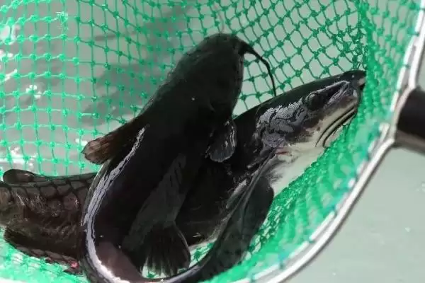 黔鱼是什么鱼，北美洲主要鲶鱼品种的详细介绍插图1