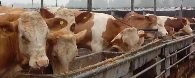 牛快速拉骨架饲料揭秘,玉米等成适宜选择受瞩目插图 牛快速拉骨架饲料揭秘,玉米等成适宜选择受瞩目插图