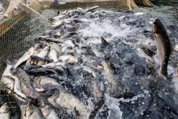 黔鱼是什么鱼，北美洲主要鲶鱼品种的详细介绍插图4