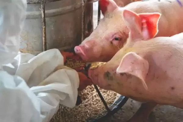 母猪日喂料量解析，配种当天1.6-1.8kg天要点插图1