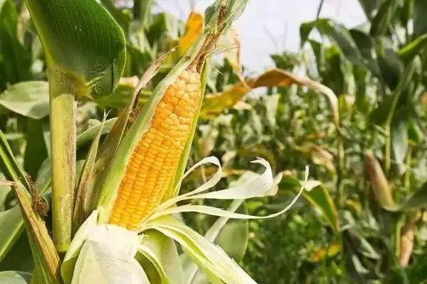 垦沃1号玉米种子登场,中上等肥力地块选择要点解读插图3 垦沃1号玉米种子登场,中上等肥力地块选择要点解读插图3