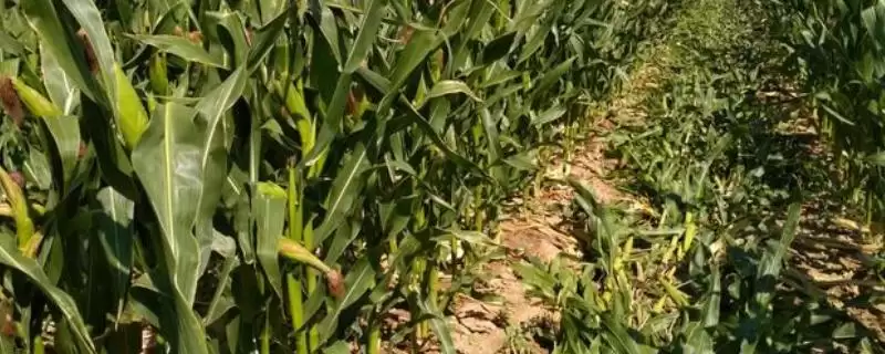 科贝1409玉米种子特性揭秘，中等以上肥力地块种植要点解读-会东网