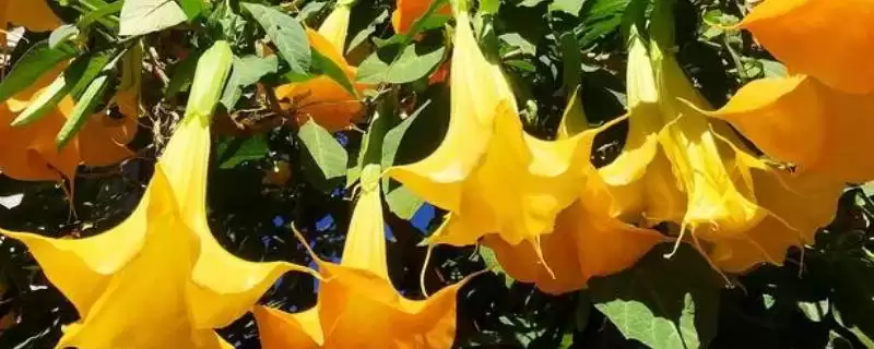 曼陀罗花语揭秘，无间与死亡之爱寓意全解析-会东网