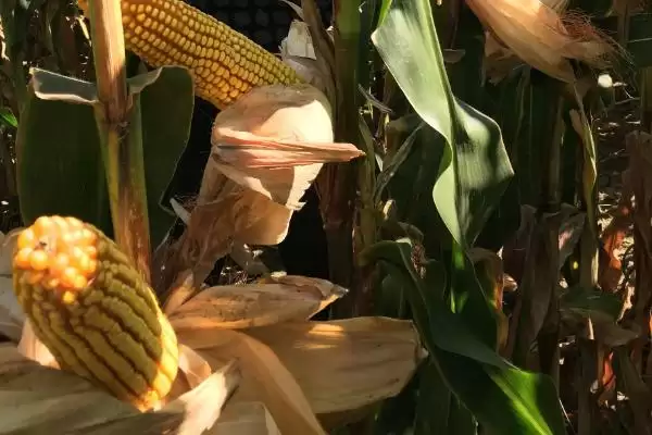 龙科玉312玉米种子特性曝光,密度4500株/亩数据公布插图2 龙科玉312玉米种子特性曝光,密度4500株/亩数据公布插图2