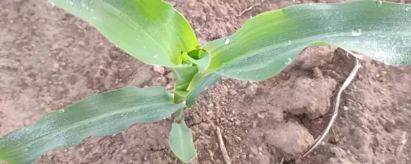 天晟5号玉米种子介绍，每亩种植4000株左右-会东网