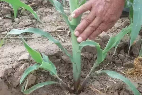 铁2122玉米品种有啥特性?密度4000株/亩左右插图2 铁2122玉米品种有啥特性?密度4000株/亩左右插图2