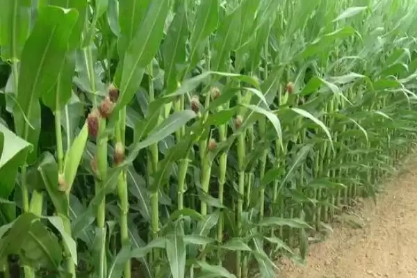 九久黑糯玉米品种登场，4月下旬至5月上旬播种时间公布插图2