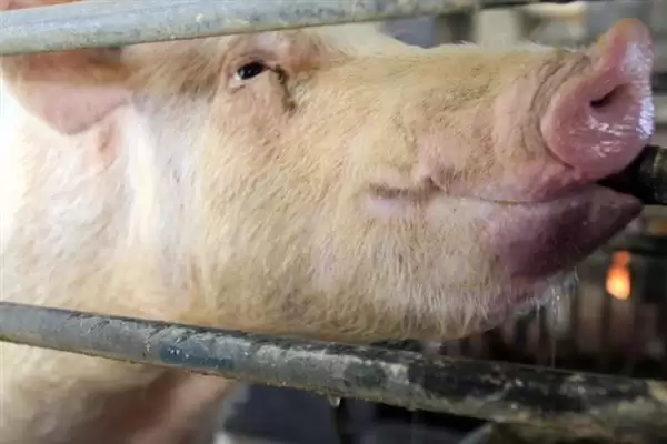 母猪日喂料量解析，配种当天1.6-1.8kg天要点插图6