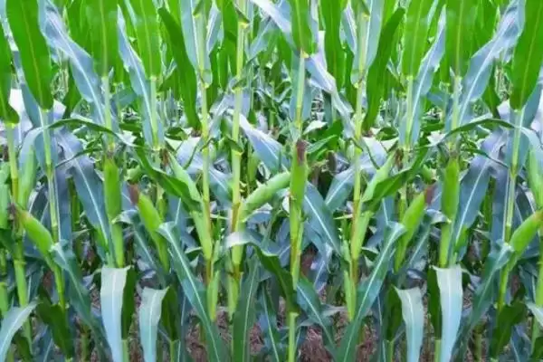 农单903玉米种子特征解析，防治地下和土传病害要点插图3