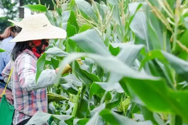 荃研1006玉米种子特征特性，中抗穗腐病能力体现插图3