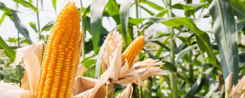 康农玉901玉米品种特性揭秘，3月底至4月上旬播种时间公布-会东网