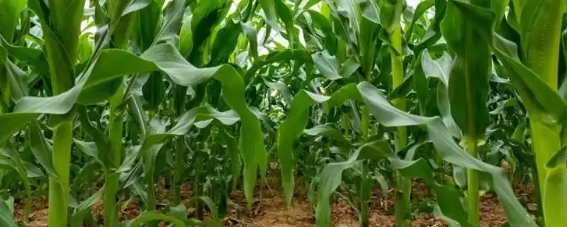 密甜糯1号玉米种子登场，喜肥水特性受种植户关注-会东网