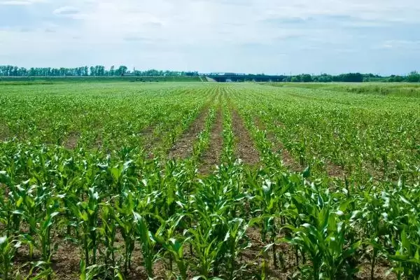 陇丰11玉米品种特性揭秘，玉米叶螨防治要点公布插图2