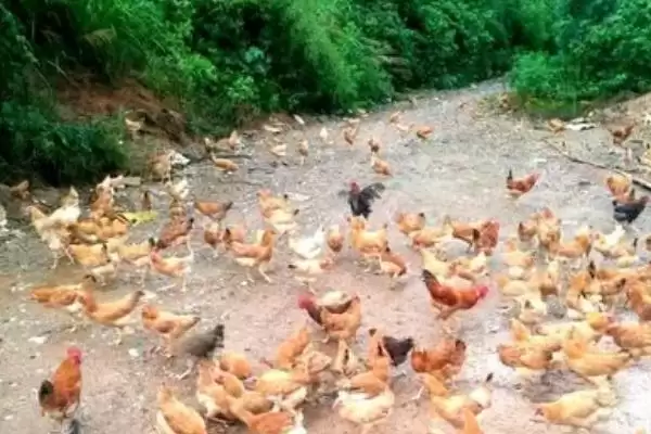 土鸡的散养要点有哪些？选择好鸡苗很重要插图4