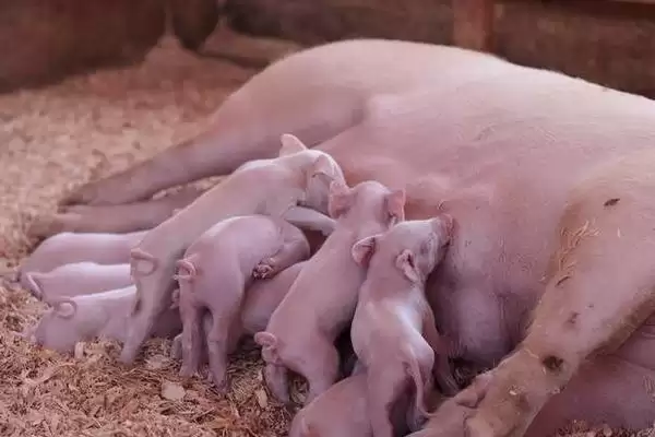 母猪咬小猪解决方案揭秘，补充营养要点需关注插图3