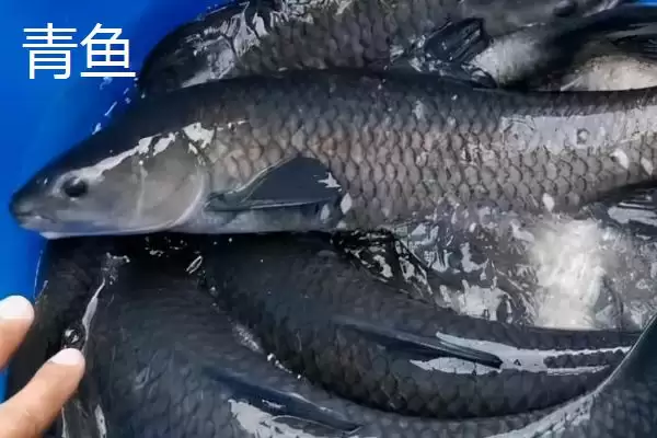 青鱼和草鱼的区别，科属、形态和栖息环境不同之处详解插图1