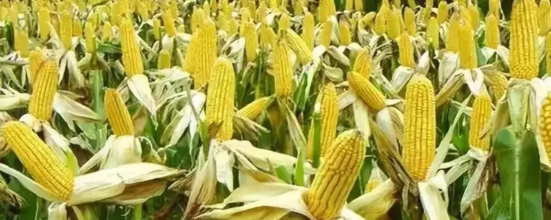 陇甜1号玉米品种来袭,高抗红叶病特性亮点突出-会东网