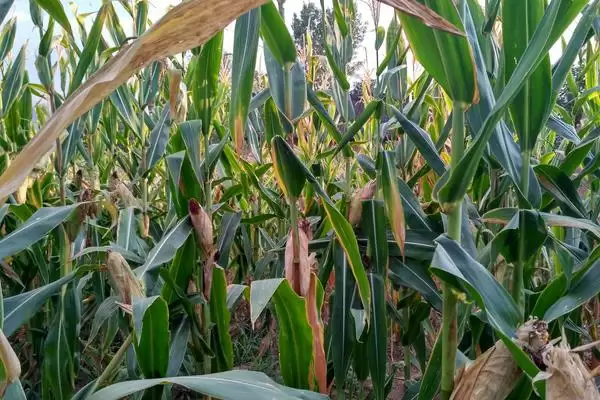 垦单1563玉米种子上线,亩种植密度4500株数据公布插图2 垦单1563玉米种子上线,亩种植密度4500株数据公布插图2