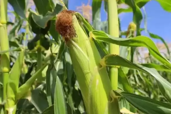 良玉208号玉米种子亮相，中抗大斑病特性要点公布插图3