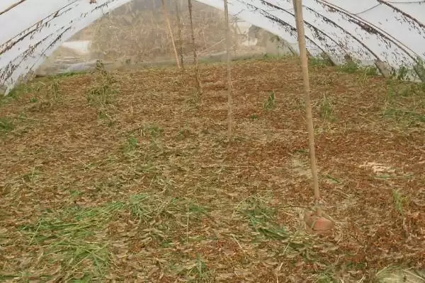 蚂蚱食物揭秘,以植物叶片为食特性受关注插图3 蚂蚱食物揭秘,以植物叶片为食特性受关注插图3