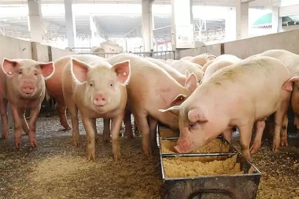 母猪日喂料量解析，配种当天1.6-1.8kg天要点插图4