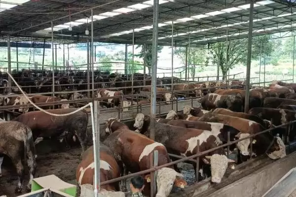 酒糟喂羊好处揭秘,增进食欲等功效要点解读插图2 酒糟喂羊好处揭秘,增进食欲等功效要点解读插图2