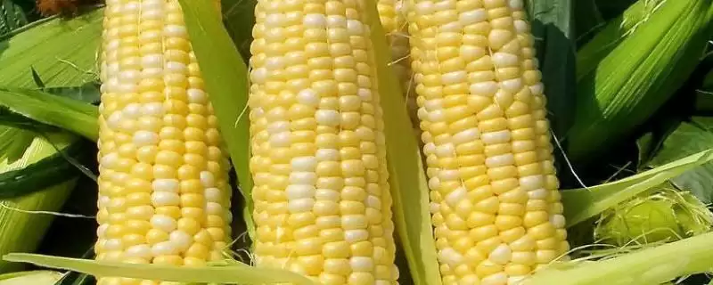 利玛217玉米品种特性揭秘，中等以上肥力地块种植要点解读-会东网