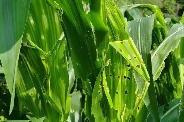 利禾217玉米品种登场，每亩种植密度5000株左右数据公布插图2