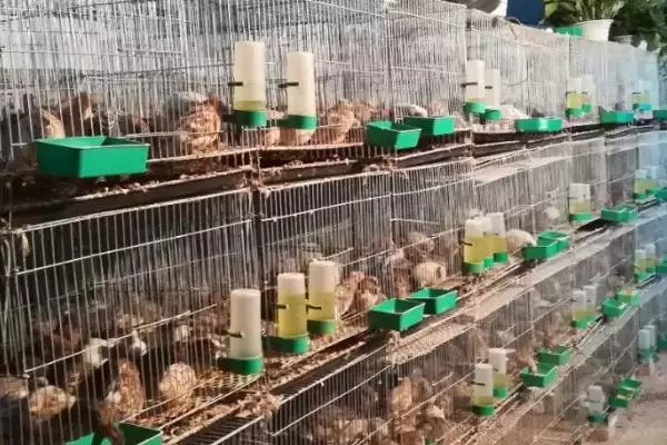 芦丁鸡室内养殖危害剖析，气味大易扰民现象深度探讨插图1