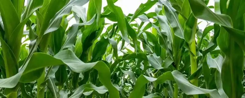 联研366玉米种登场，发挥增产潜力要点深度解读-会东网