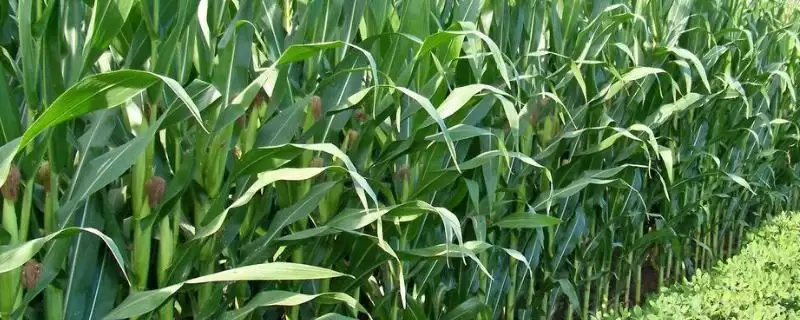 宁单52号玉米种亮相，中后期防治病虫害要点-会东网