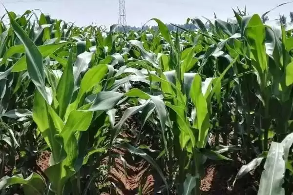 美乐918玉米品种特性揭秘,中抗灰斑病优势受关注插图2 美乐918玉米品种特性揭秘,中抗灰斑病优势受关注插图2