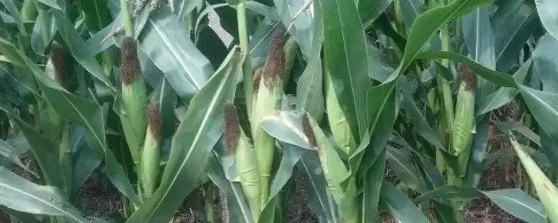 京科369玉米种子特性揭秘，中等肥力地块种植要点解读-会东网